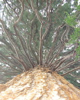 Вестин (Димитър Ганчев)