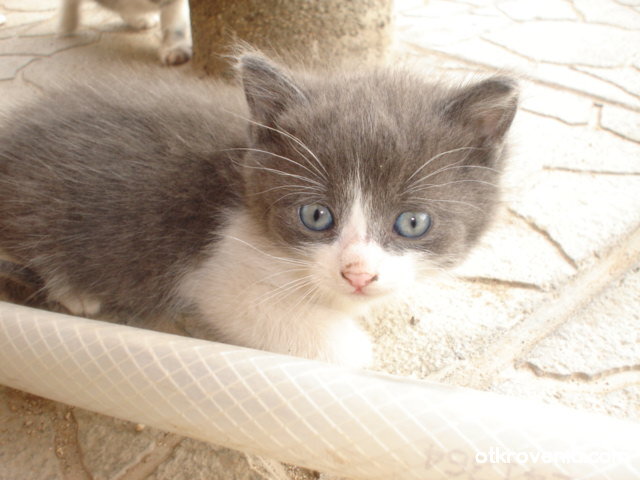 Пух Мечо Изплашен