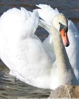 Skarlet_ (Нинка)