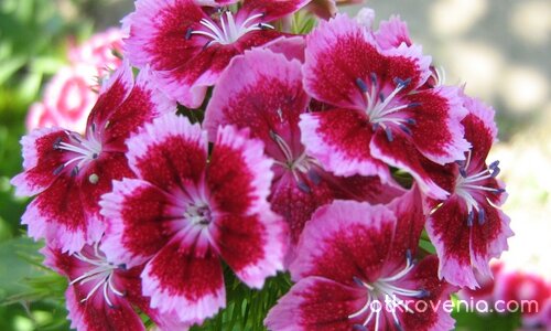 сама китка :)