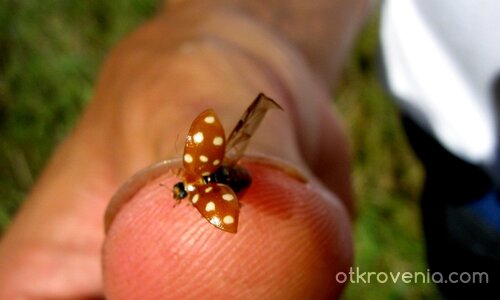 В недокоснатото от години място, припомням си случки забавни...
