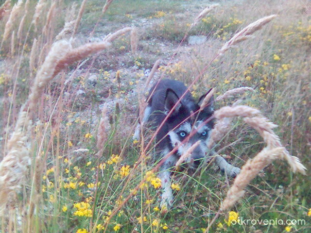 Дивото зове