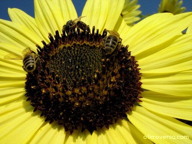 В усмихнатия ден - три работливки... :)