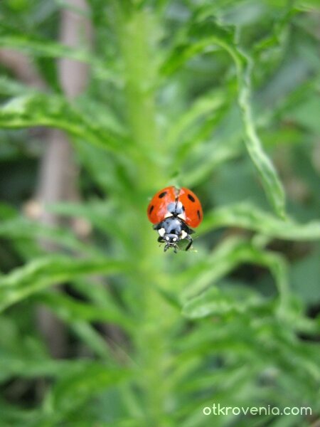 Миг преди да полети...