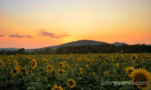 всред "УТРОГЛЕДИТЕ"