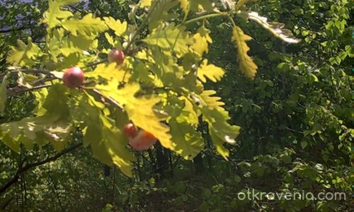 Пролетно мотивче