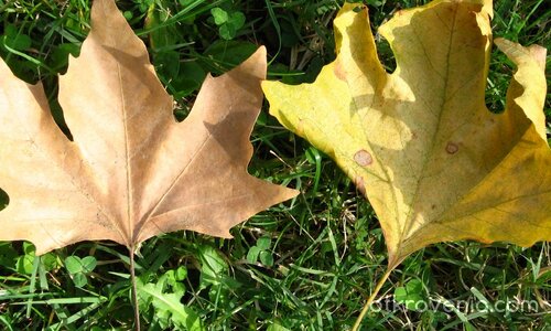 Братя по съдба