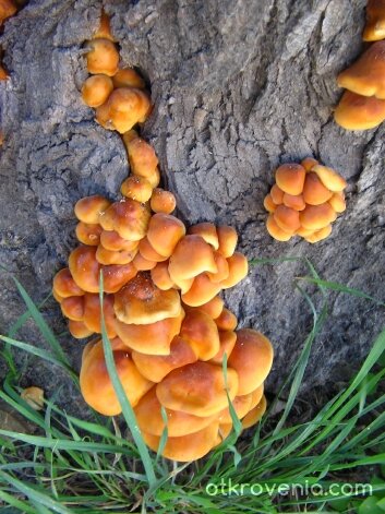 Природна палитра