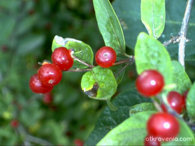 Клонче с лято