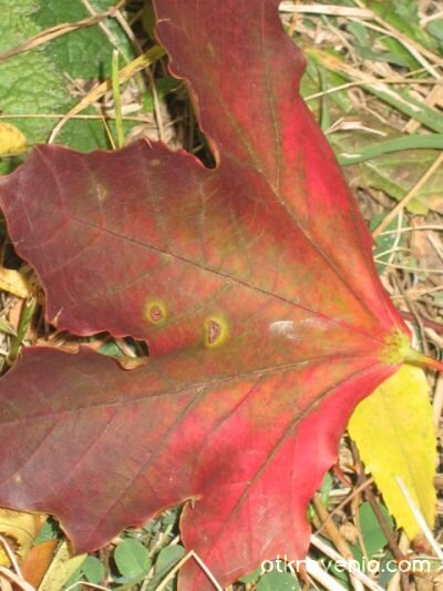 есенно листо