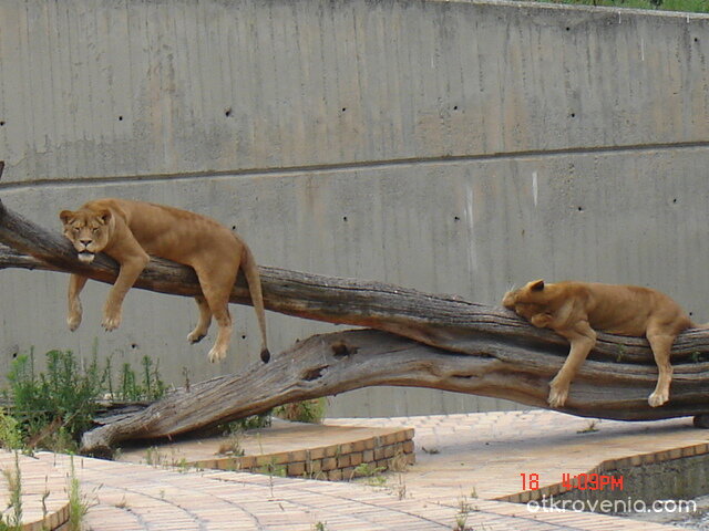 мързел, мързел и пак мързел