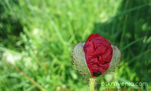 Така се ражда красотата...