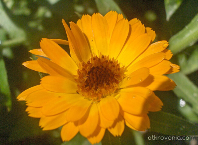 Капки роса в чашката на красиво цвете