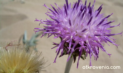 цвете в лилаво
