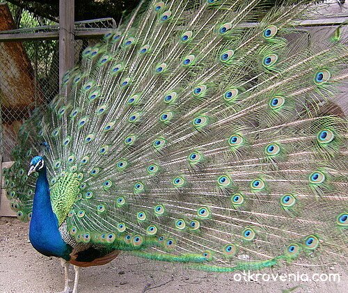 Един суетен тип