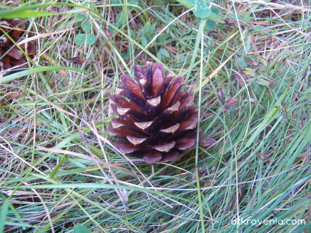 Бебчето на един бор