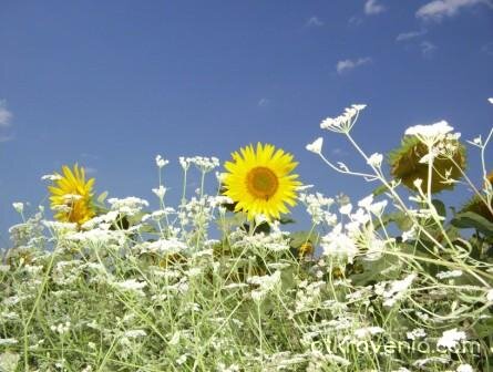 ЯНУАРСКИ СЛЪНЦА