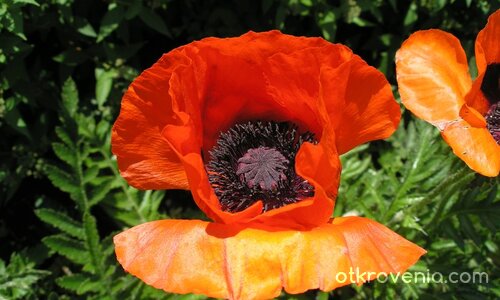 ориенталски мак