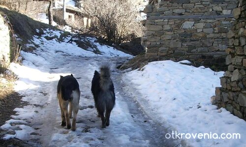 Семейна разходка