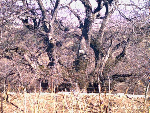 Аз съм на 400 години а вие?