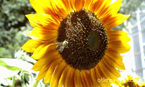 Медена пита