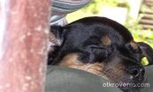 Следобедна дрямка