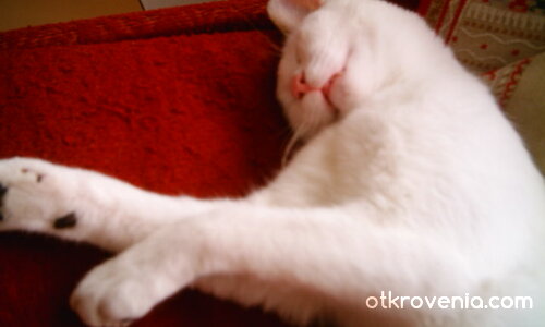 Удобна поза