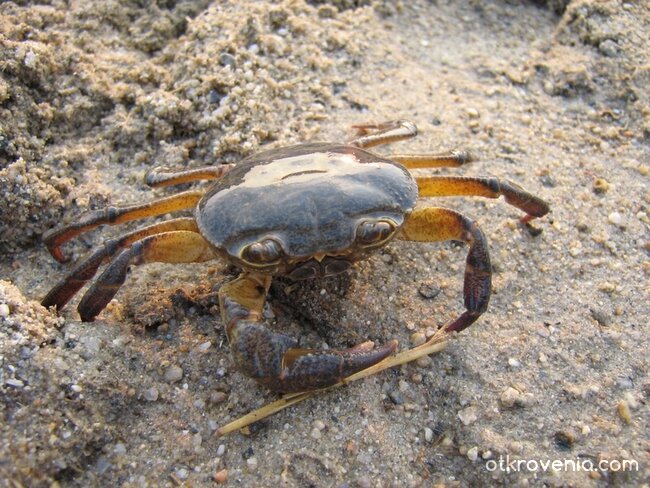 Разходката на Peчното Раче...