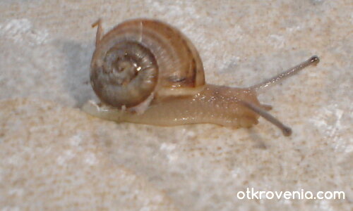 Охльо-бохльо,покажи си рогцата,да ги видим бели ли са,черни ли са