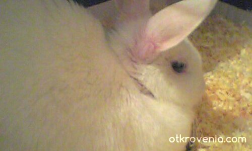 бяла тишина