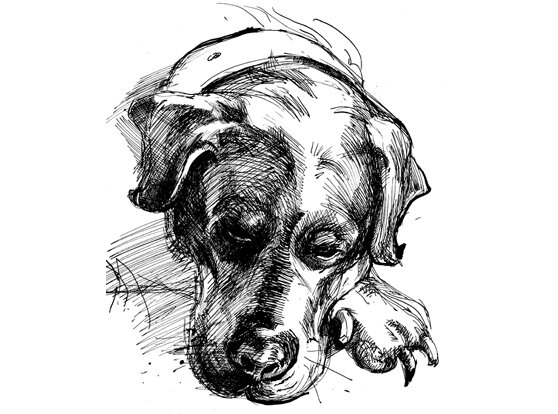 Хера - моето куче