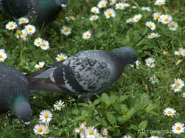 Врачански гълъб