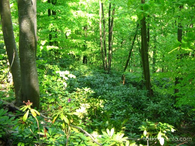 Килим от зеленина