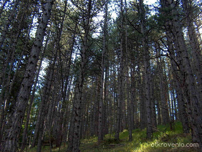 красотата на природата
