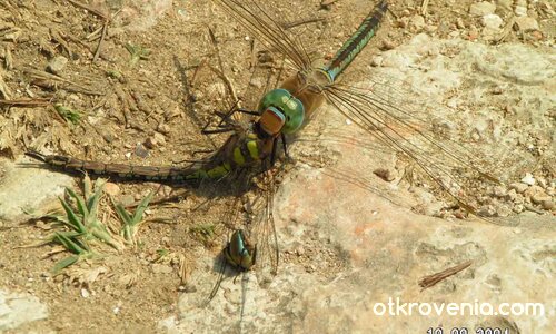"Обезглавяване"