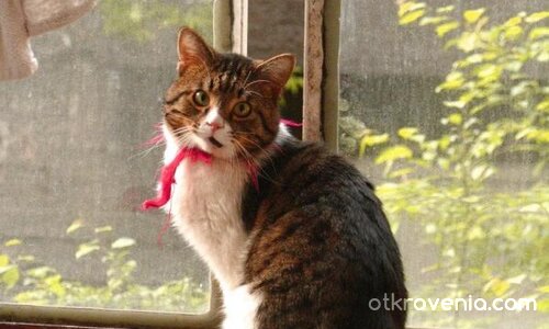 мили мой Зигмунд