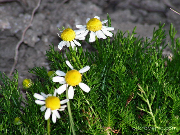 Обича ме,не ме обича...