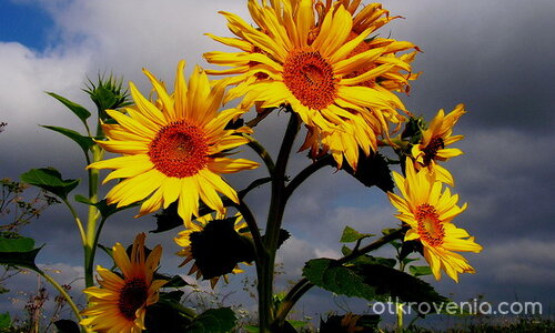 Поглед към слънцето