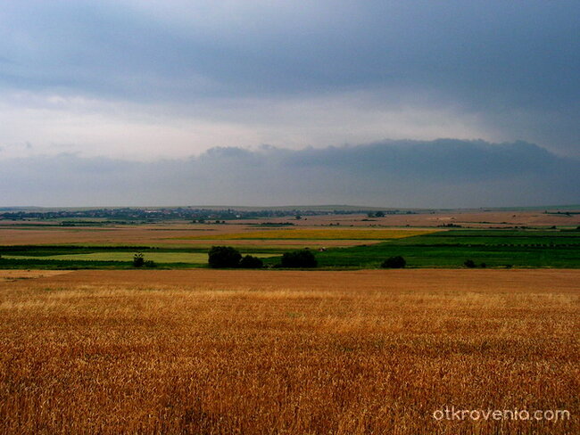 Златните поля