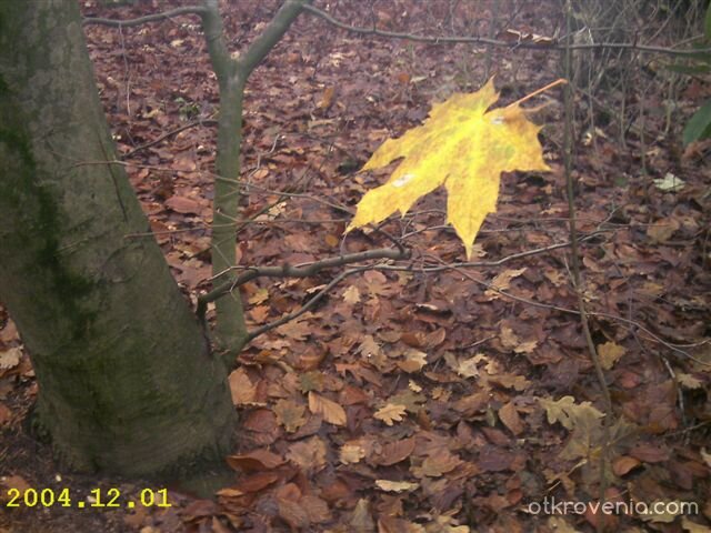 Последно листо