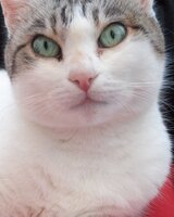 bezdomni (Бездомни)