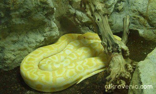 Жълта красавица