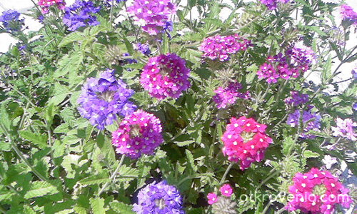 Шаренки цветенца