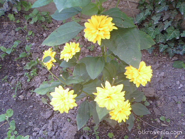 Нежност в жълто