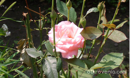 Просто една роза