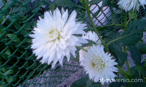 Бяла страст