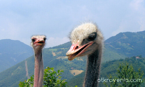 Любопитство