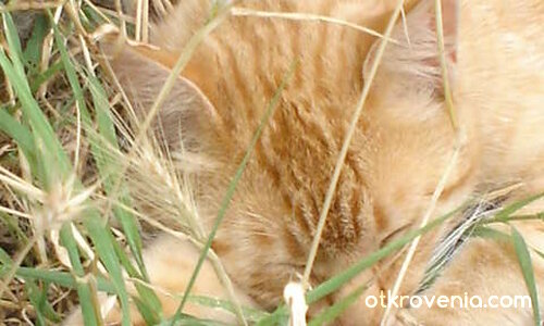 Спящ Красавец