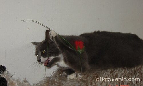 Наточила е зъбките ... 