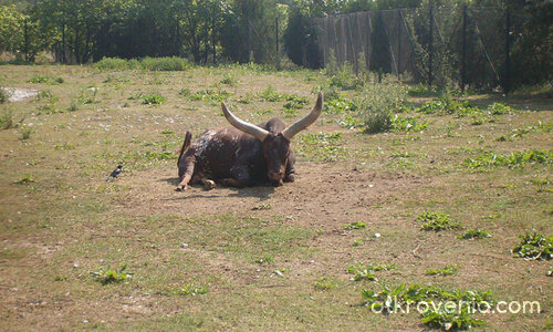 На това му викам рога!
